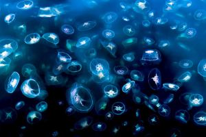 Великобритания: Британский профессор дал необычный совет — как лечить ожоги медуз