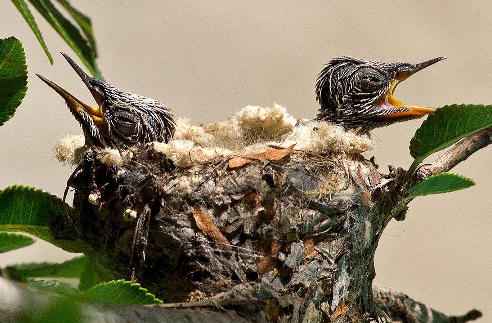 Несколько дней в гнезде колибри (Фоторепортаж)