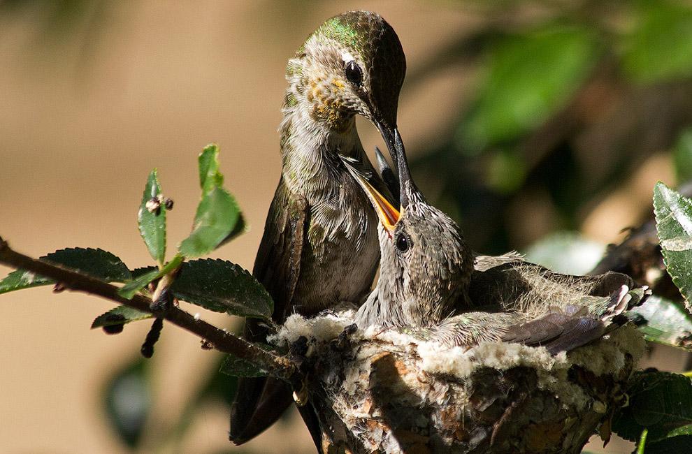 Несколько дней в гнезде колибри (Фоторепортаж)