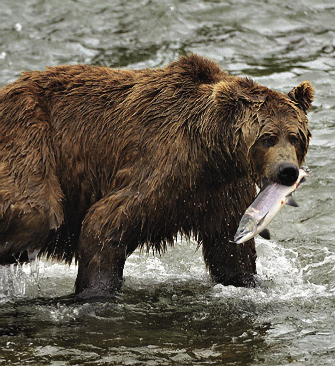 Медведи на Камчатке выдавливают икру из рыбы, а саму рыбу выбрасывают. Камчатка