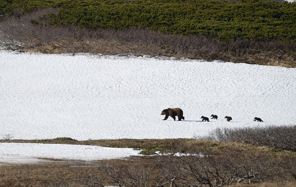 Жизнь камчатских медведей (Фоторепортаж)