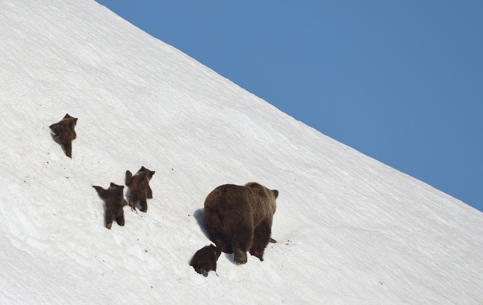 Жизнь камчатских медведей (Фоторепортаж)