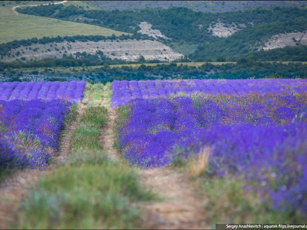 Лавандовые поля Крыма: лиловые пейзажи "Прованса"