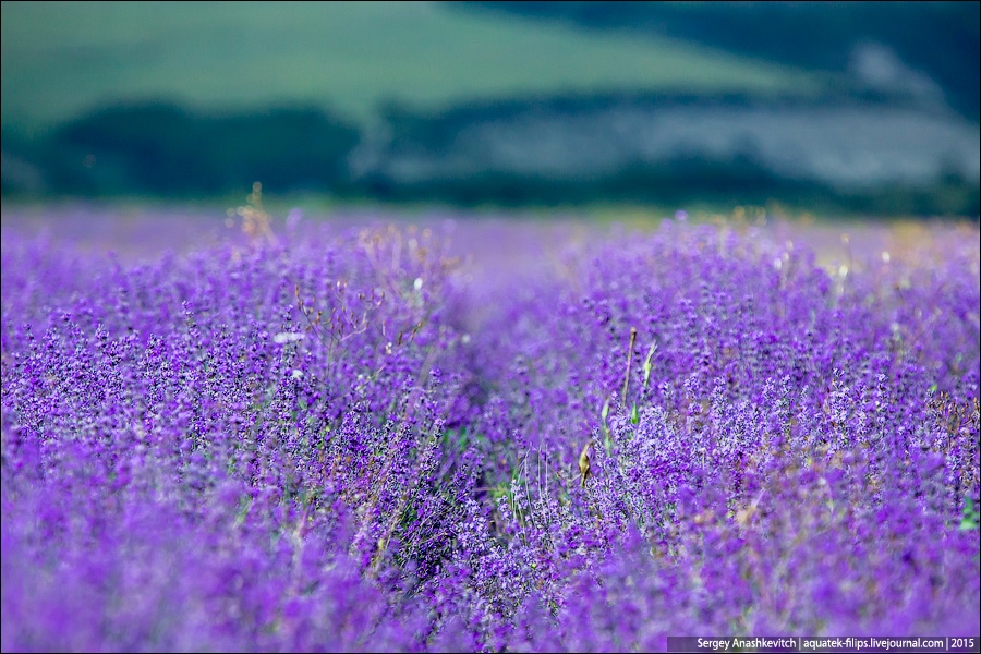 Лавандовые поля Крыма: лиловые пейзажи "Прованса"