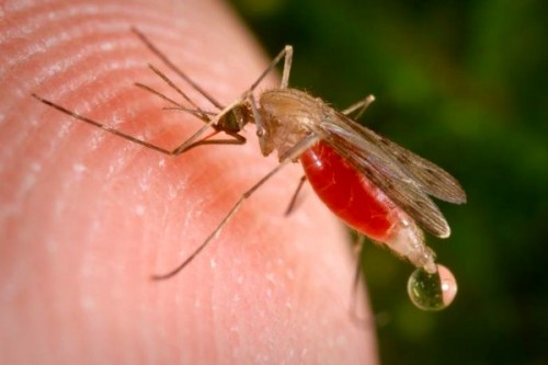 На фестивале комара в пермском городе будут выбирать самую вкусную девушку