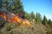На Алтае - высокая вероятность лесных пожаров. // wikipedia.org