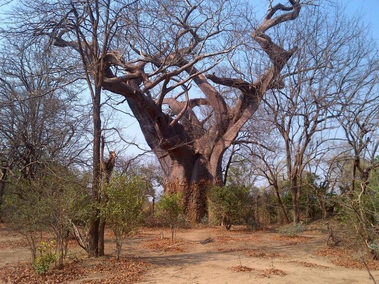 Дерево прокаженных в Малави
