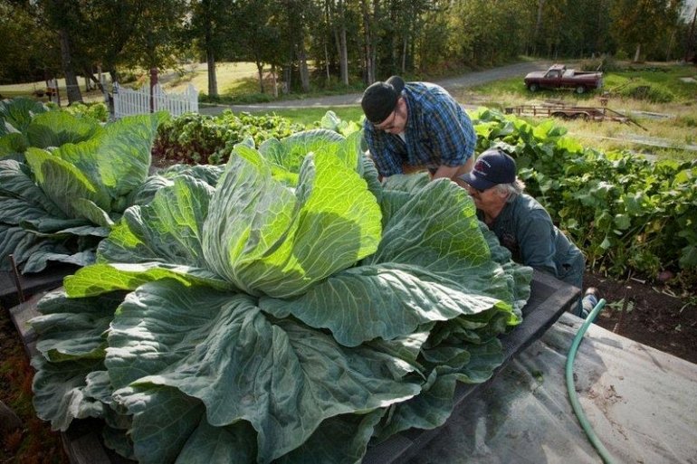 Почему на Аляске растут овощи-гиганты?