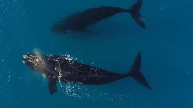 Уникальное видео встречи серфера и двух гигантских китов