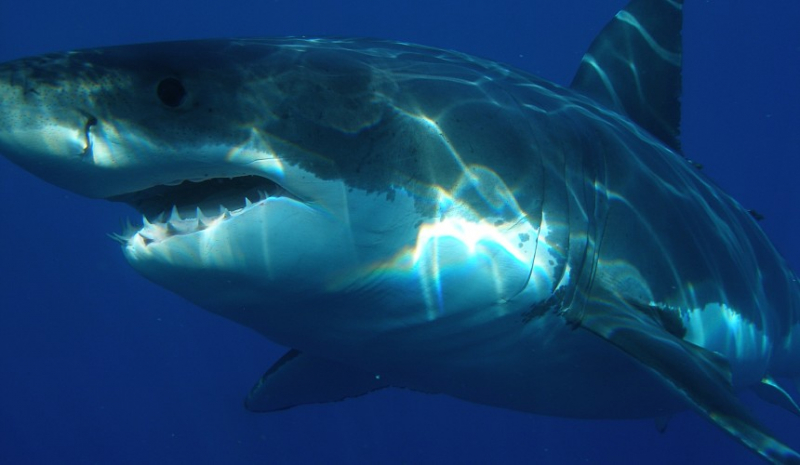 Бить в нос и царапать глаза: что делать, если напала акула