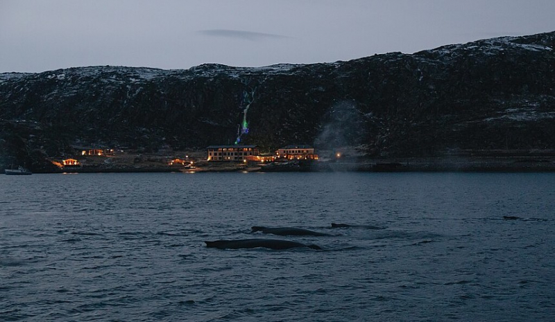Ради мечты или рекламы: Ляйсан Утяшева и Павел Воля восхитились китами в Териберке