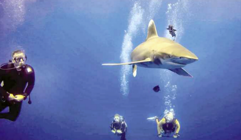 В Египте чипировали первую акулу