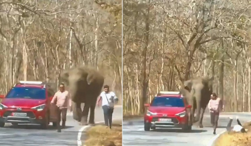 В Индии двое туристов едва спаслись от диких слонов