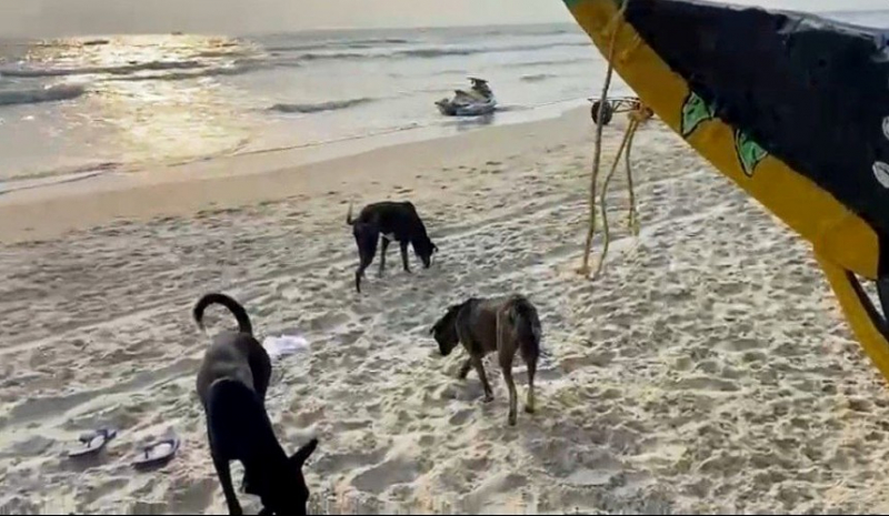 В Гоа на россиянку напала стая бродячих собак